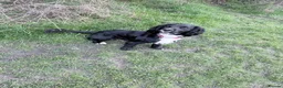 Cocker Spaniel dogs for sale: Dave the spaniel in Houghton le Spring - Advert 6