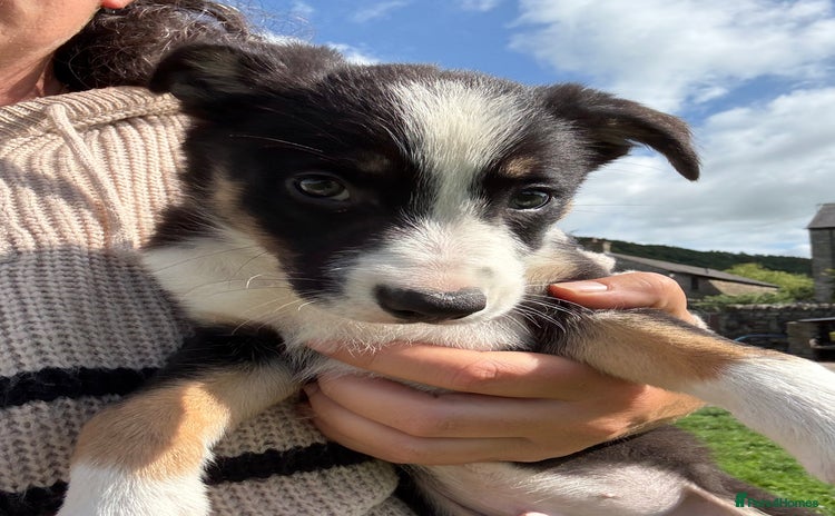 Border Collie dogs - Advert 2