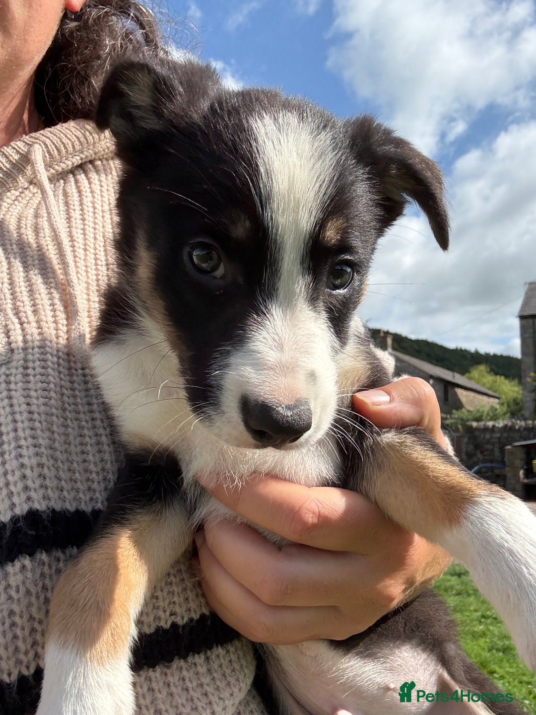 Border Collie dogs for sale: Border collie puppies  - Image 1