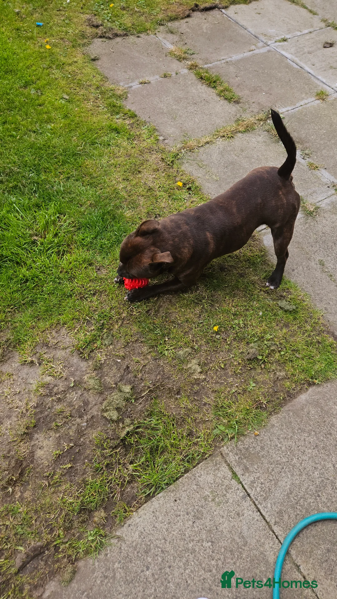 Staffordshire Bull Terrier dogs for stud: Staffordshire bull terrier - KC registered - Advert 6