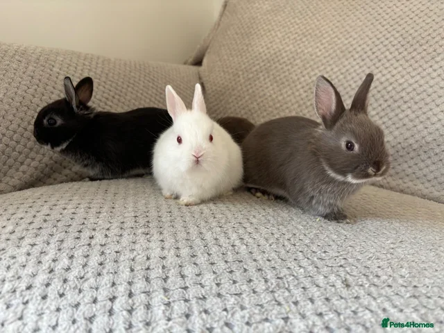 Netherland Dwarf rabbits Netherland dwarf rabbits - read to go!  - Advert 16