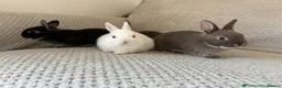 Netherland Dwarf rabbits for sale: Netherland dwarf rabbits - read to go!  - Advert 1