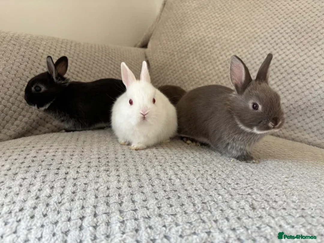 Netherland Dwarf rabbits for sale: Netherland dwarf rabbits - read to go!  - Advert 1