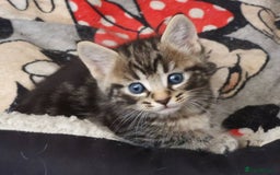 Mixed Breed cats for sale: 5 beautiful kittens - Image 12
