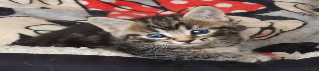 Mixed Breed Kitten 2