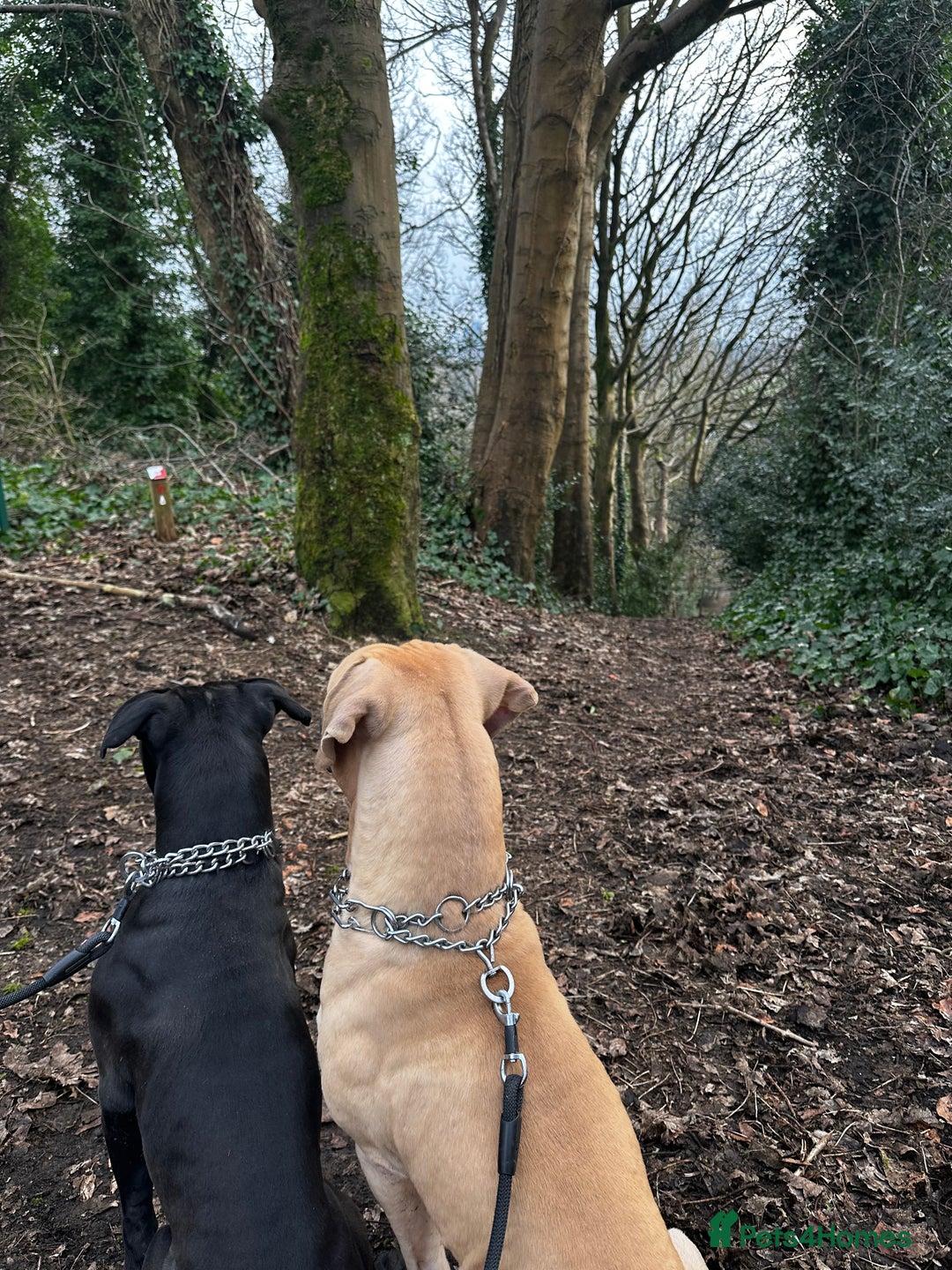 Cane Corso dogs for sale: Cane Corso Puppies for Sale - Image 20