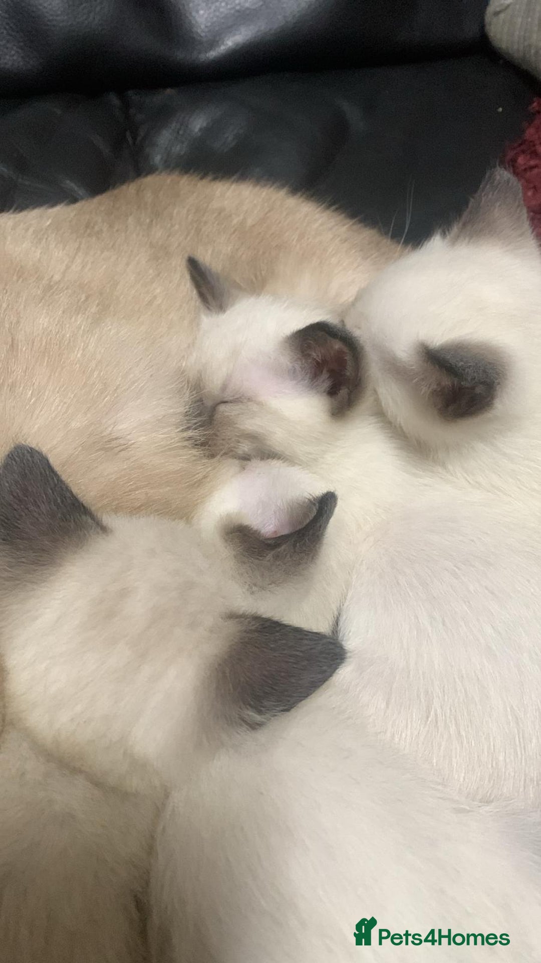 Siamese cats for sale: Siamese  - Advert 11