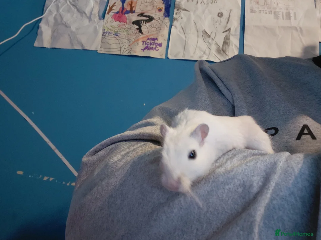 Gerbil rodents for sale: Cute female gerbils for sale read description  in Burnley - Advert 2