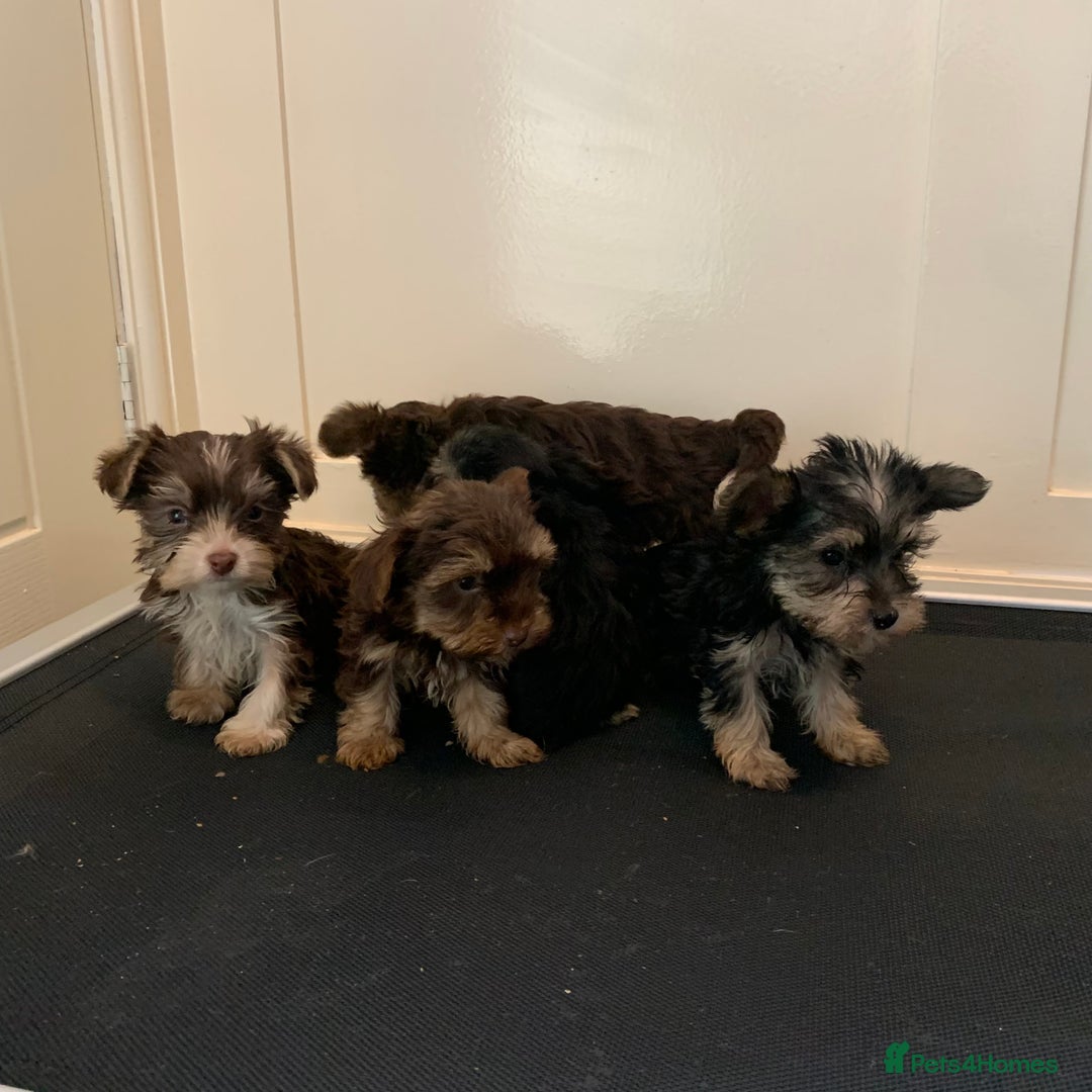 Biewer Terrier dogs for sale: Stunning Biewer Terrier puppies - Image 2