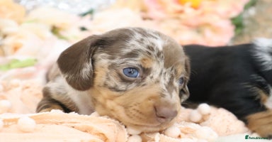 Miniature Dachshund dogs - Advert 5