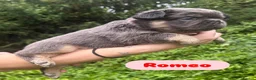 French Bulldog dogs for sale: KC Fluffy French Bulldogs  in Horsham - Advert 39