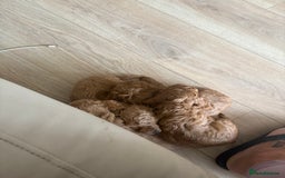 Miniature Poodle dogs for sale: Omg beautiful poodles - Image 3