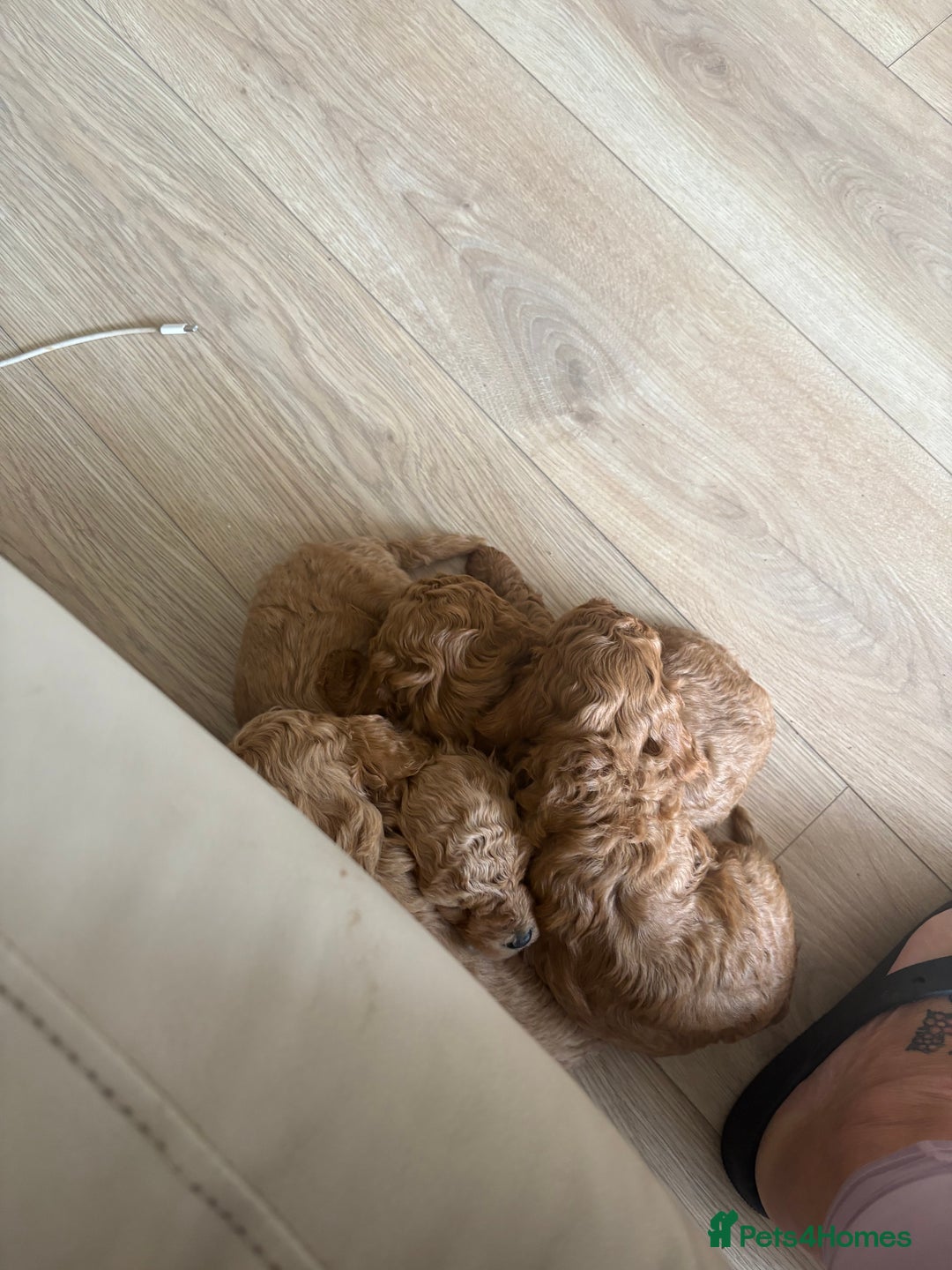 Miniature Poodle dogs for sale: Omg beautiful poodles - Image 3