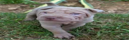 Shar Pei dogs for sale: Beautiful shar pei puppies - Advert 2