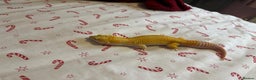 Gecko reptiles for sale: Albino Leopard Gecko for Sale incl full enclosure - Advert 8
