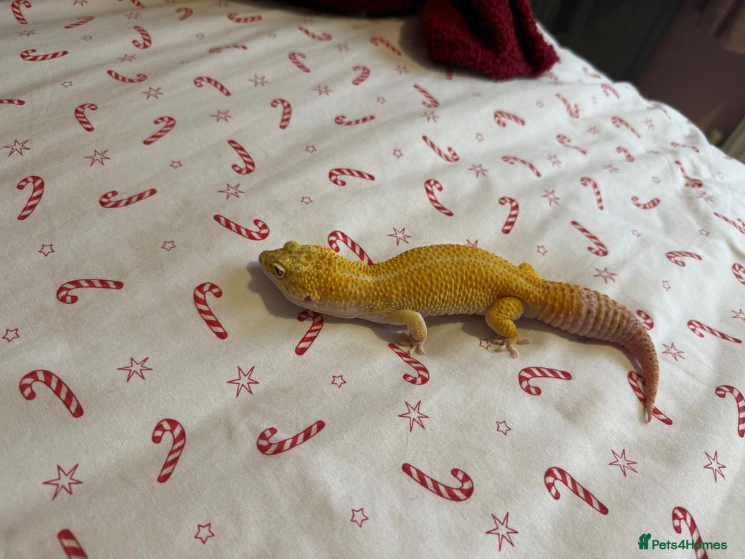 Gecko reptiles for sale: Albino Leopard Gecko for Sale incl full enclosure - Advert 8