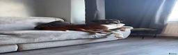 Boxer dogs for stud: Boxer dog for stud  - Advert 17