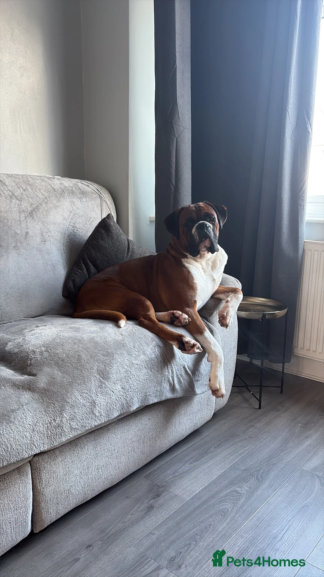 Boxer dogs for stud: Boxer dog for stud  - Advert 17