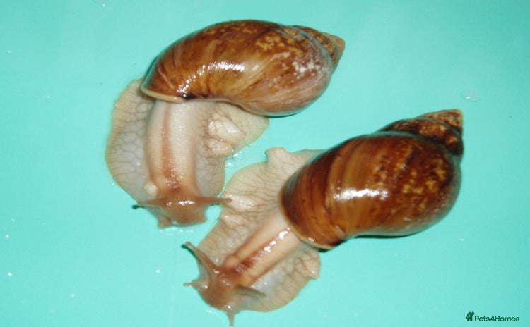 Snails invertebrates - Advert 1