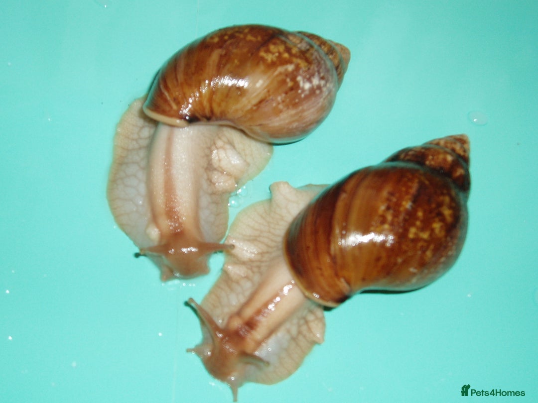 Snails invertebrates for sale: PANTHERA "GOLD" GIANT AFRICAN LAND SNAILS - Image 1