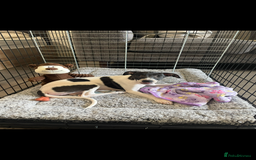 Whippet dogs for sale: One girl left ready to leave  - Image 1