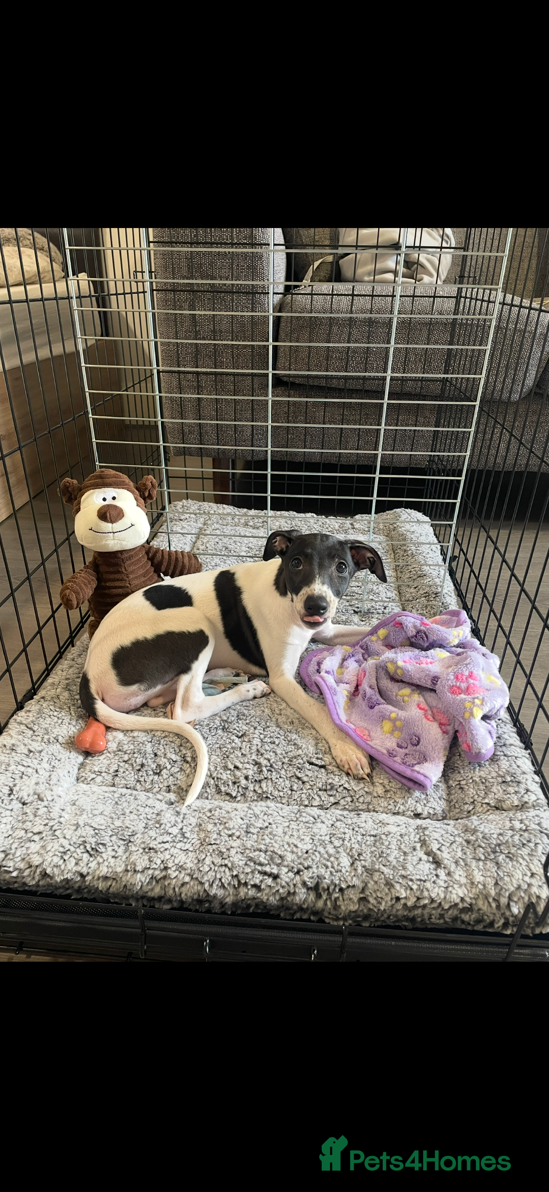 Whippet dogs for sale: One girl left ready to leave  - Image 1
