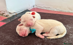 German Shepherd dogs for sale: Beautiful KC Registered White German Shepherd - Image 11