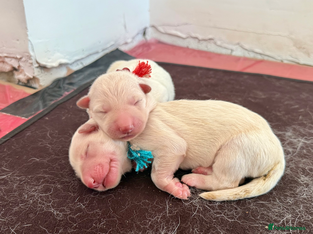 German Shepherd dogs for sale: Beautiful KC Registered White German Shepherd - Image 11