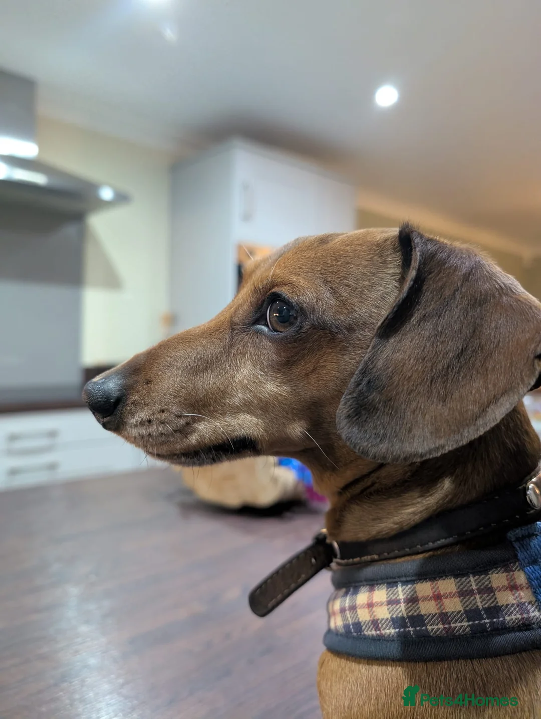 Miniature Dachshund dogs for stud: Miniature dachshund for stud duties only  - Advert 1