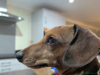 Miniature Dachshund dogs Miniature dachshund for stud duties only - Advert 1