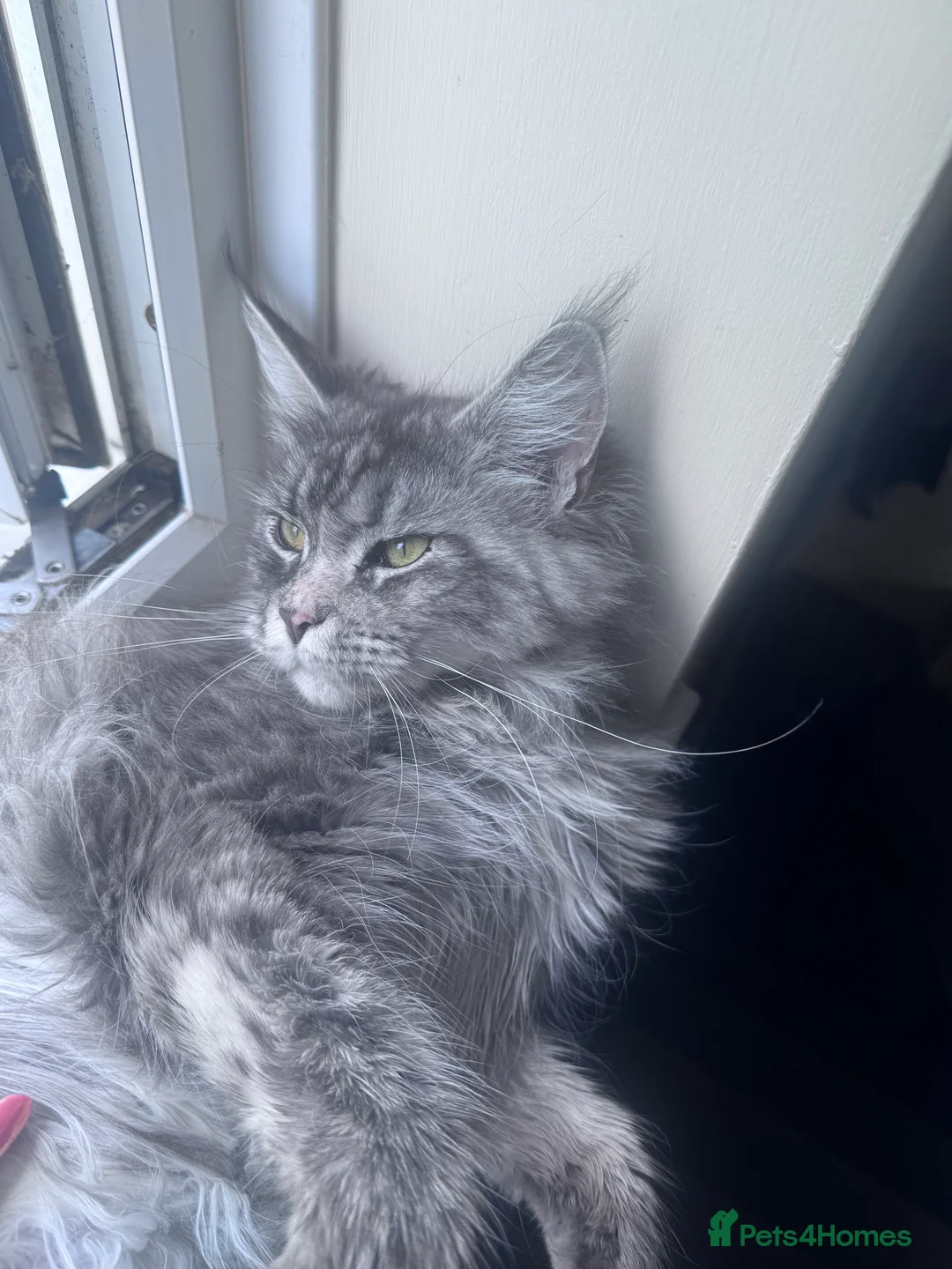 Maine Coon cats for sale: Beautiful Retired Maine Coon Queen  - Advert 3