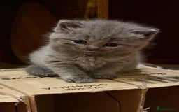 British Shorthair cats for sale: Adorable British shorthair kittens  - Image 2