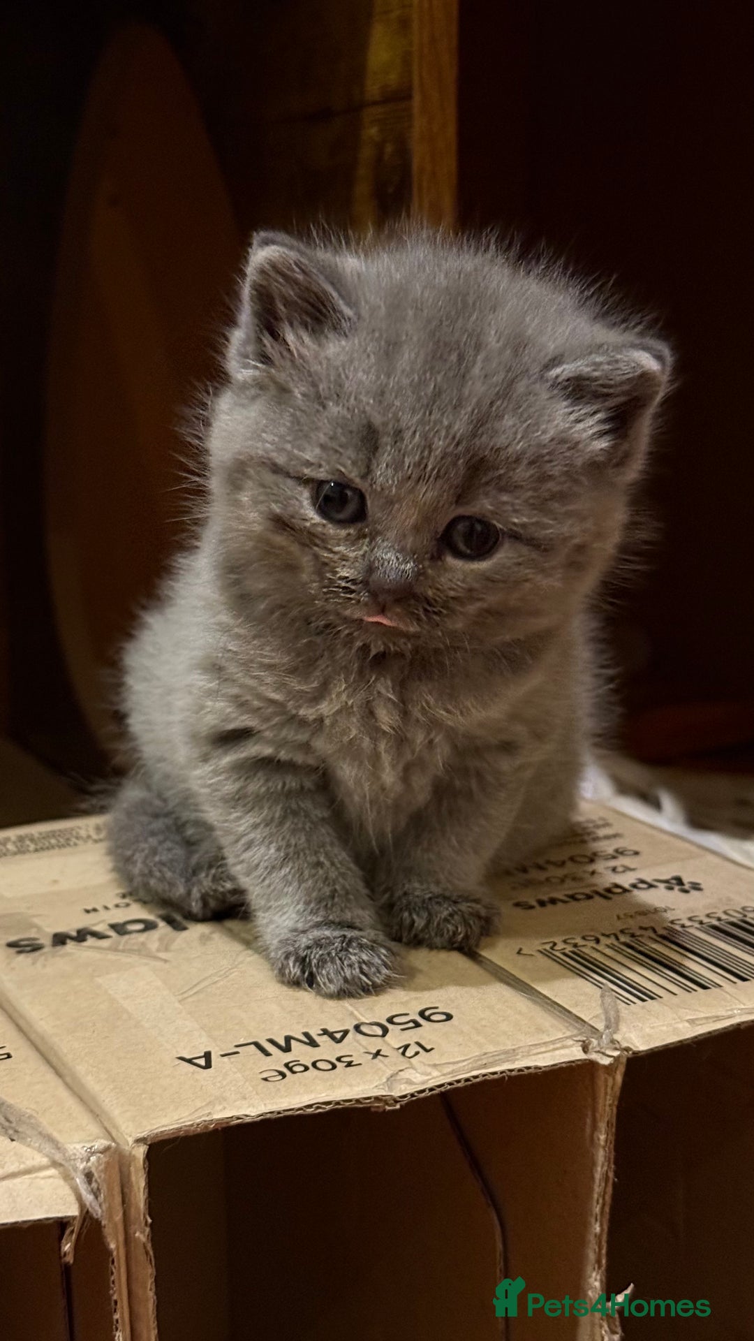 British Shorthair cats for sale: Adorable British shorthair kittens  - Image 2