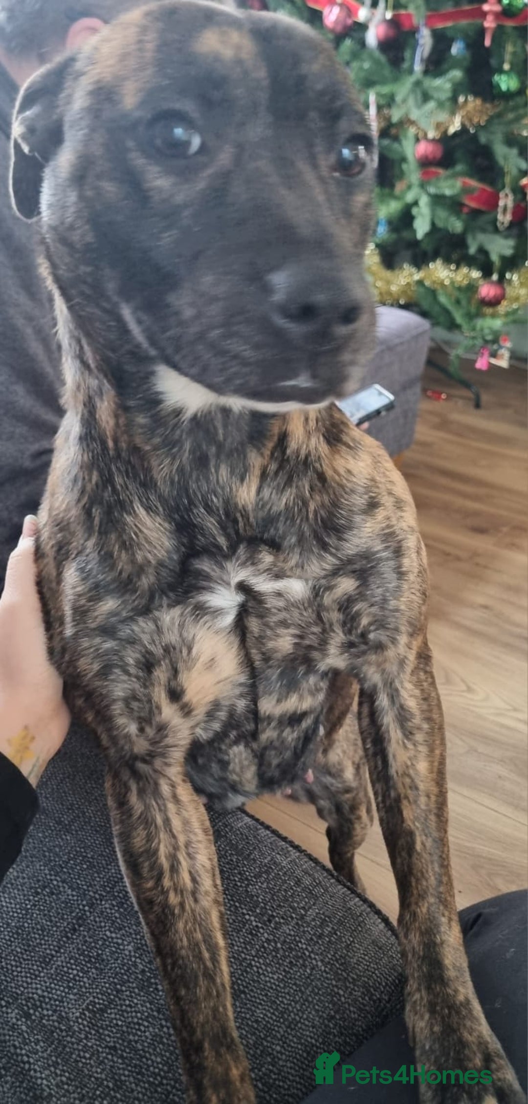 Mixed Breed dogs for sale: Free to the right owner. - Advert 1