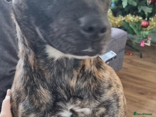 Mixed Breed dogs Free to the right owner. - Advert 1