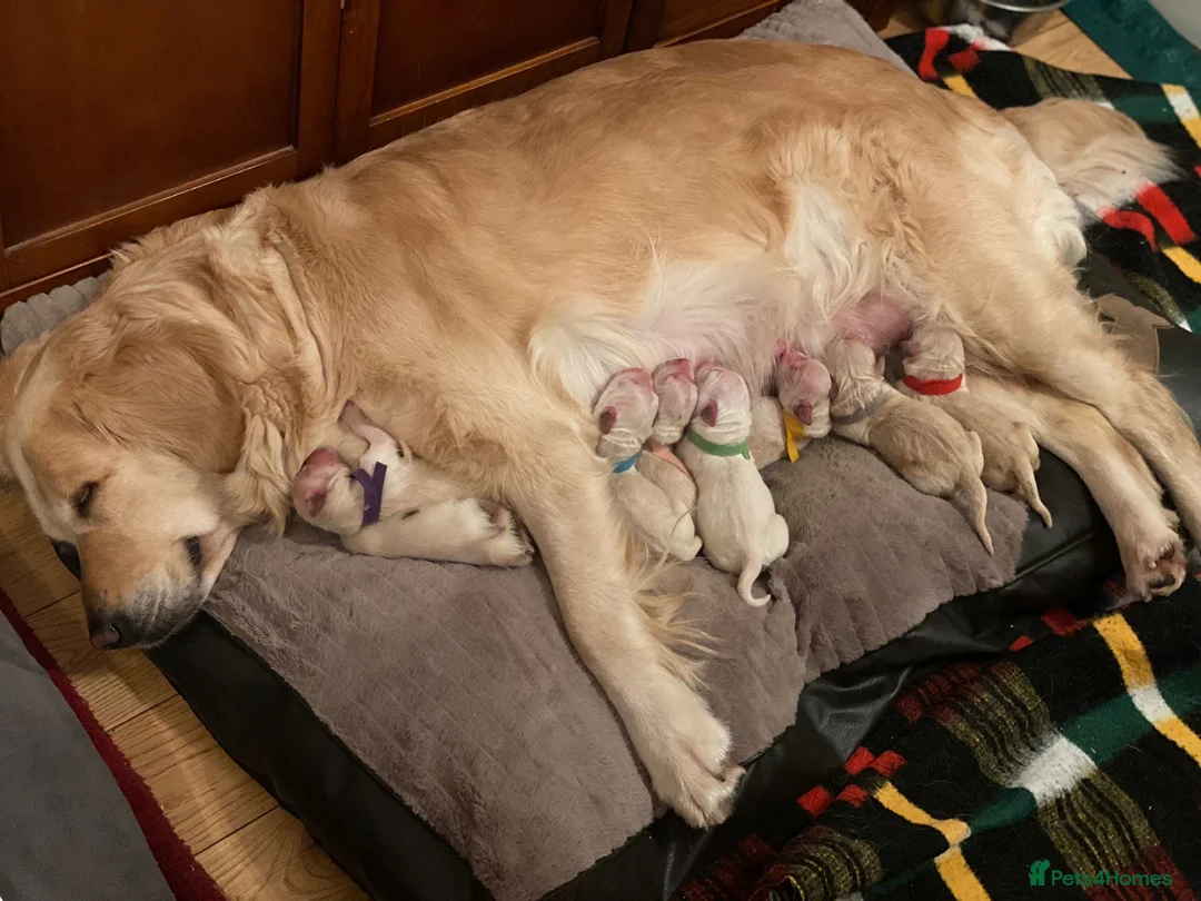 Golden Retriever dogs for stud: Sam. Available for Stud in Swansea - Advert 7