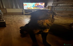 Rottweiler dogs for sale: Long hair Rottweiler  - Image 3