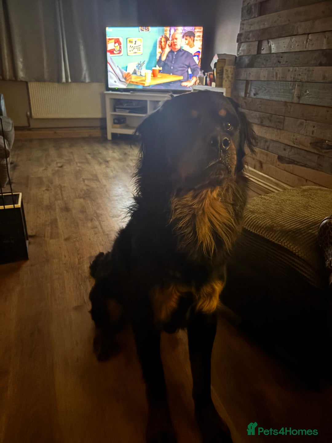 Rottweiler dogs for sale: Long hair Rottweiler  - Image 3