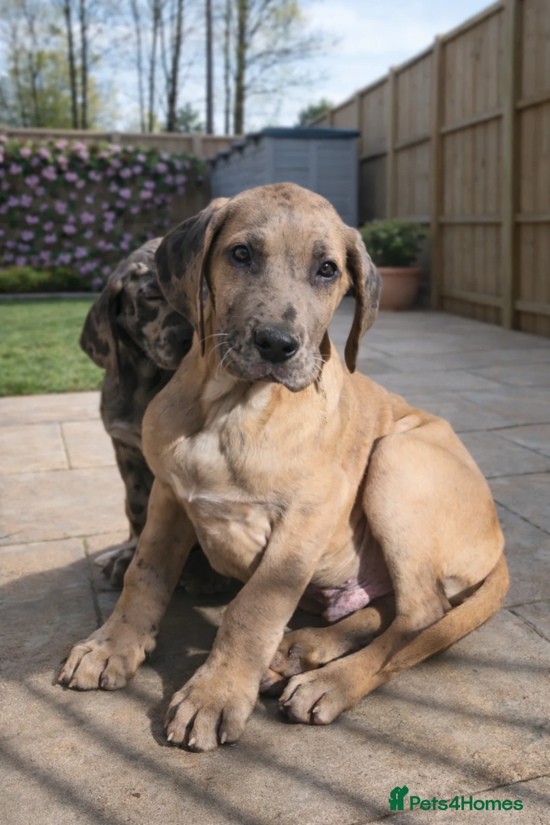Great Dane dogs for sale: *Last One* KC Registered Great Danes Stunning Pups - Advert 2