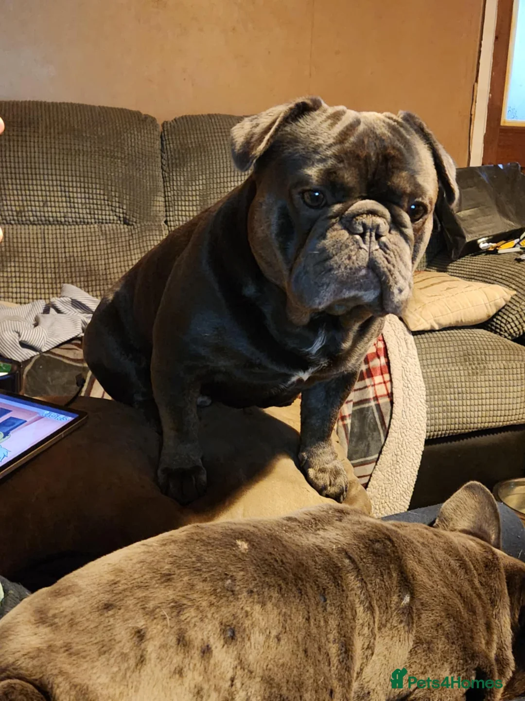 French Bulldog dogs for sale: 7 week old french bulldog puppies - Advert 9