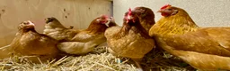 Chickens poultry for sale: Rhode Island Red x Light Sussex POL - Advert 3