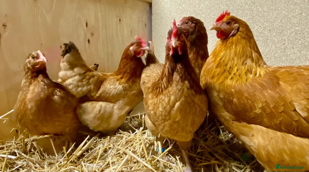 Chickens poultry for sale: Rhode Island Red x Light Sussex POL - Advert 3