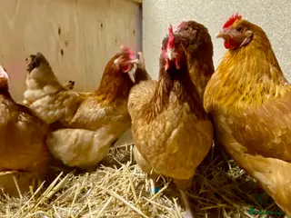 Chickens poultry Rhode Island Red x Light Sussex POL - Advert 1