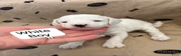 Cavapoochon dogs for sale: 🐾CAVAPOOCHON PUPPIES🐾 - Advert 9
