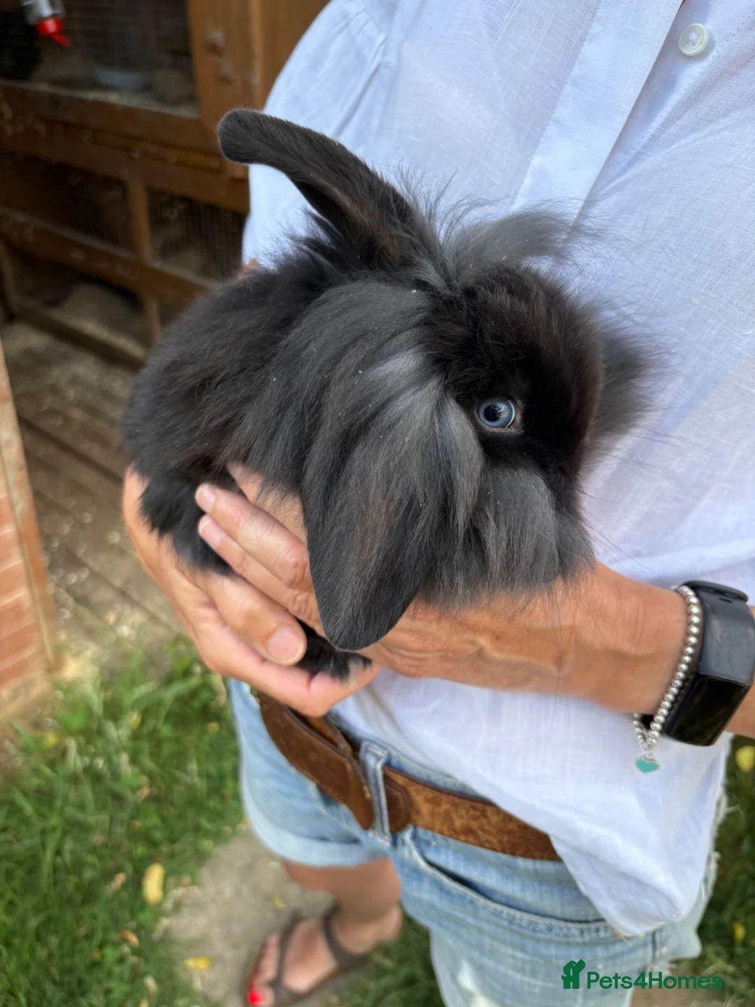 Mini Lop rabbits for sale: Mini Lops  - Advert 1