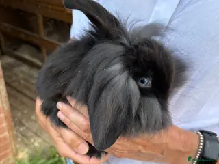 Mini Lop rabbits Mini Lops - Advert 1