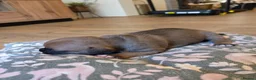 Staffordshire Bull Terrier dogs for sale: Staffordshire bull terier red puppies  - Advert 11