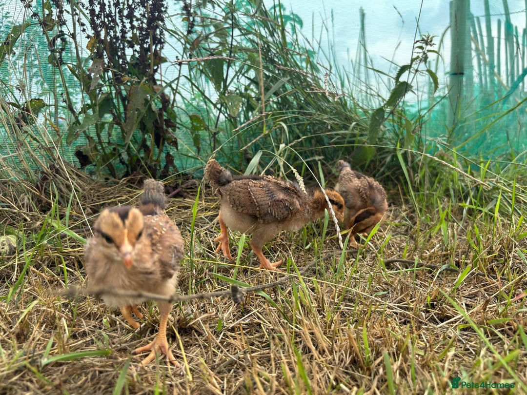Chickens poultry for sale: Crested legbar chicks £10  - Image 2