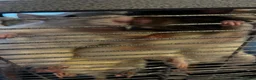 Rat rodents for sale: 4 female rats with cage and accessories  - Advert 2