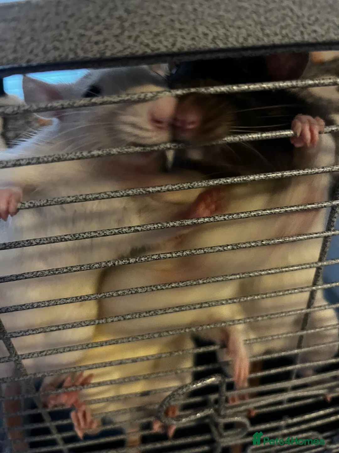 Rat rodents for sale: 4 female rats with cage and accessories  - Advert 2